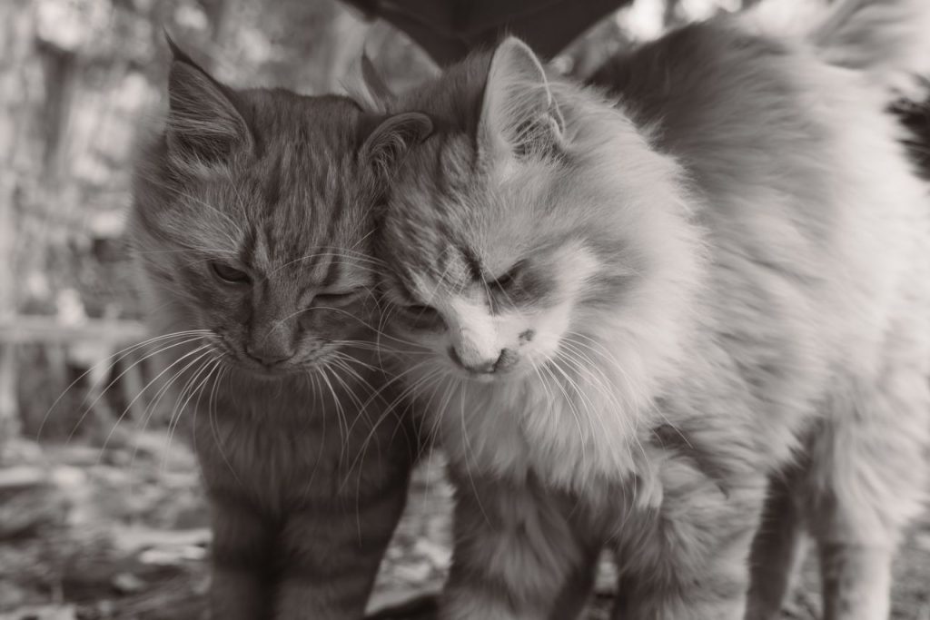 ACCUEIL Cozy scene of two fluffy cats snuggling, perfect for pet lovers.