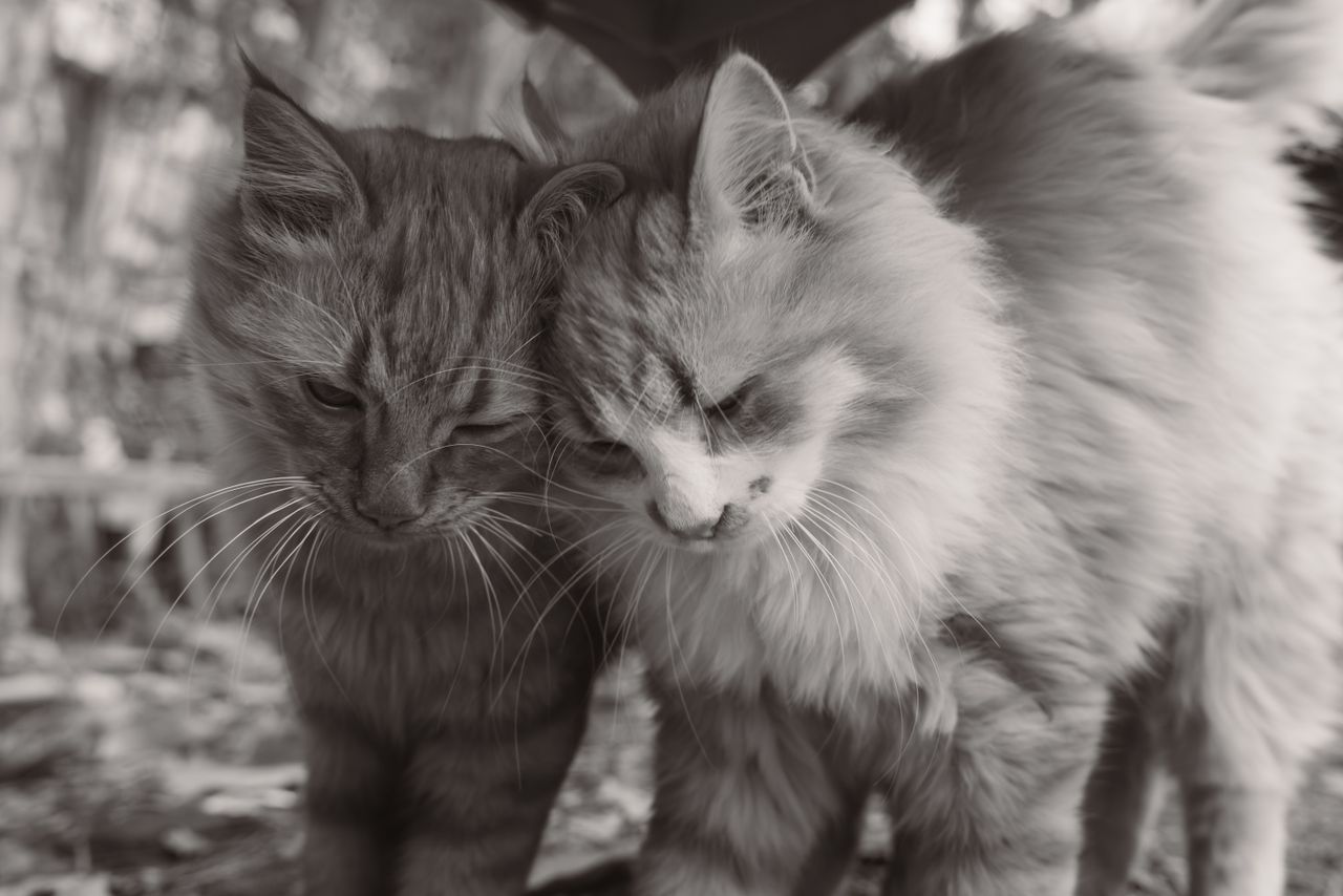 About Cozy scene of two fluffy cats snuggling, perfect for pet lovers.